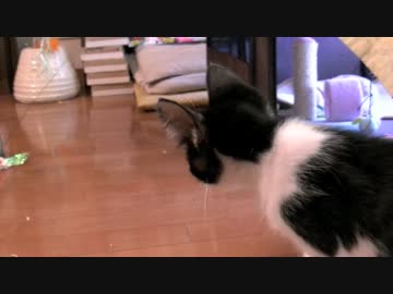 くるねこ大和　20120724　チビッ胡てつ