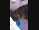 チップを回収する賢い犬