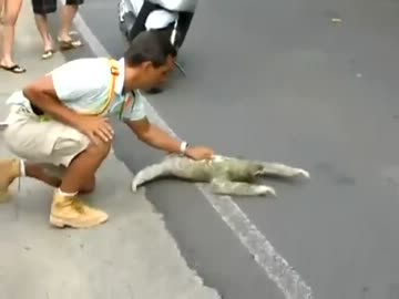 ナマケモノを助ける感動の動画