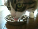 つっぱしる猫その６８ おまわりさんこっちです