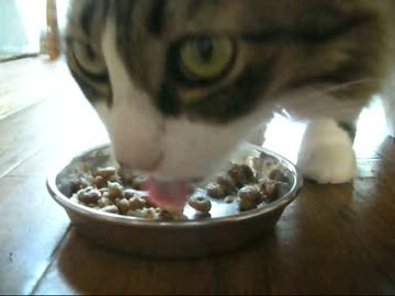 つっぱしる猫その６８ おまわりさんこっちです