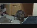 子猫がUSBケーブルを壊そうとするのだが。