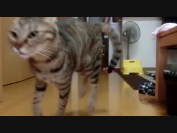 がんばれニャッポン（サッカー編）
