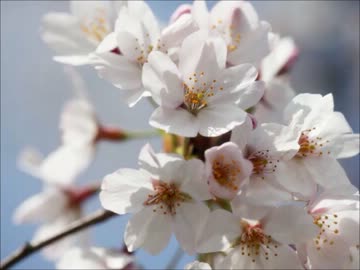 【炎の蜃気楼】ミラソン集【40巻既読者読向け】