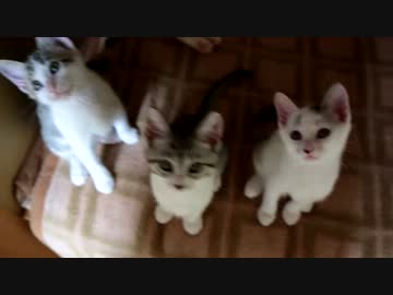 【生後】なんだ、ただのねこねこ黙示録か【２か月】