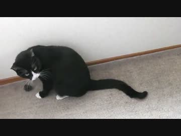 自分の毛に興奮する猫