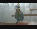 ななちゃんvol.7　「菜っぱ」