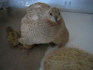 ひめうずらのヒナと親鳥