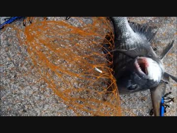 広島でらくらくフカセ釣り