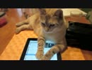 iPadから渋い選曲をする猫さん