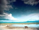 Rekardo Rivalo - African Beach