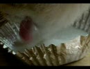 猫の舌の動き