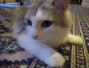 CatSalonスコのさくら12July21.AVI