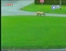 笑いの神様が降臨した場合の犬