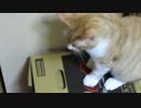 箱たらば
