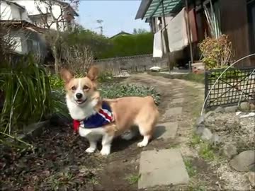 コーギーとのキャッチボールをハイスピード撮影
