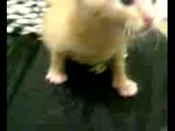 拾いねこ＠生後21日目　アコが可愛すぎてたまらないこの頃