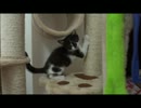 我が家に子ねこがやってきた【キャットタワー編】
