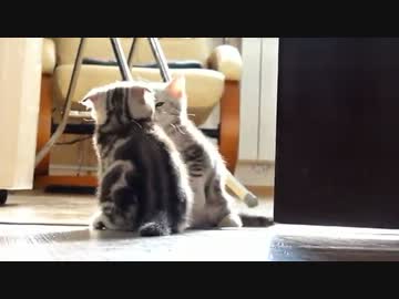 子猫「ここを通りたかったら、ボクを倒していくニャ！」