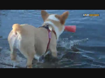 コーギーの水泳