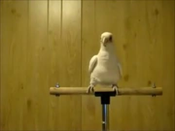 †ザ・V系っぽい曲†を踊ってみた（鳥さんが）