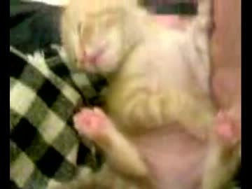 拾いねこ＠生後22日目part2　可愛すぎて思わず2個目うｐ　