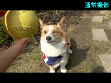 コーギーとのキャッチボールをハイスピード撮影【画質改善】