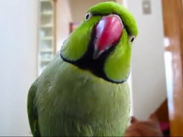 ニギコローズ(１２年７月２８日)