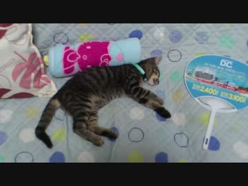 子猫が夢を見ているらしい