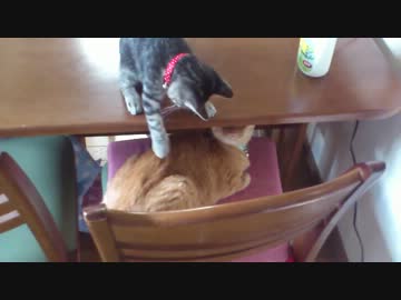 子猫がリングアウト負けしたらしい
