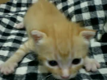 拾いねこ＠生後23日目　うん、この子は世界一可愛い（親バカ