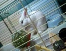 うさぎの毛繕い