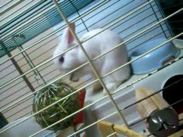 うさぎの毛繕い