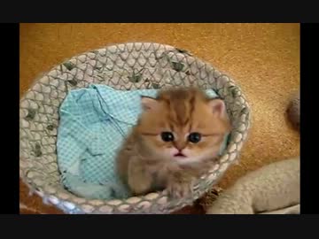 可愛らしいにもほどがあると思った動画