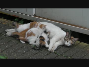 授乳中なので怒られた