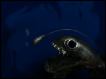 【Ib】深海の世リングを作ってみた