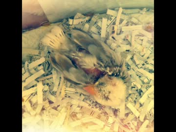 白文鳥のヒナがうちに来たころ。