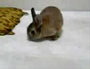 うちのモアぴょん