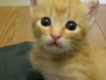 拾いねこ＠生後24日目　歯生えたよっ