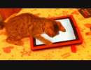 iPadでエアホッケーする猫 -