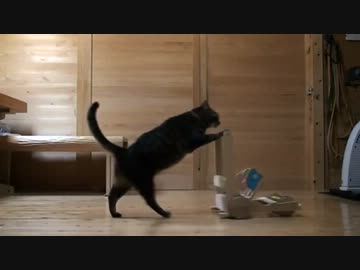 手押し車を押す猫