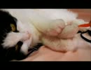 【猫】MOCOと遊んでみた【ぬこ】