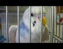 幸せなら手をたたこう♪を歌うインコ