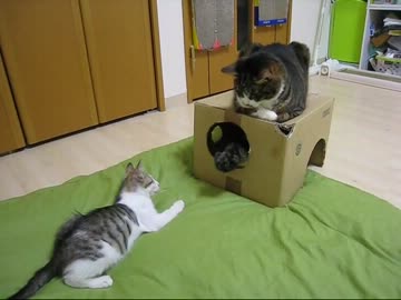 はじめての猫飼い044　～段ボール攻防戦～