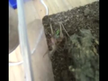 キリギリスのオオカマキリ狩り