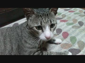 ○ アポロ肉球● 初マタタビ ○