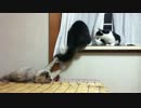 釣られるねこ、ふたたび