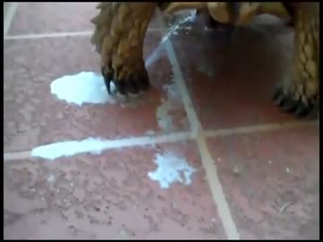 【グロ注意】亀が床オナで大量に射○精しちゃう・・