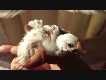 白文鳥のヒナの羽ばたき練習。