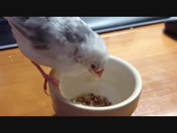白文鳥のヒナがごはんを自力で食べる練習。